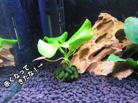 20150917バナナプラント04