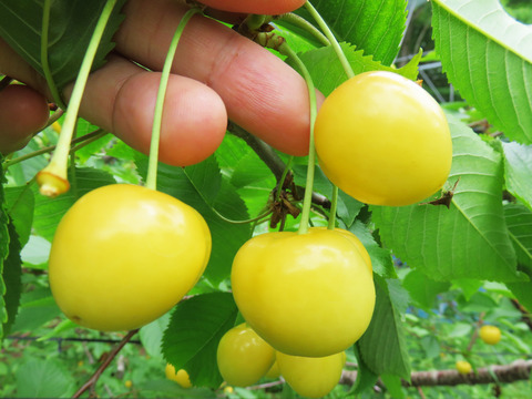 一粒100円!黄色の高級さくらんぼ「月山錦」を鬼のように食べてきた!「北海道芦別市 大橋さくらんぼ園」