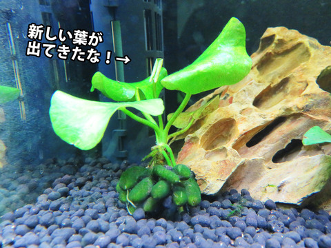 20150917バナナプラント06
