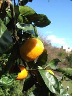 mikan2_mikan_up