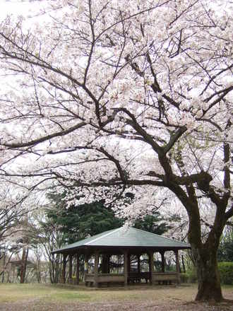 DSCF0601