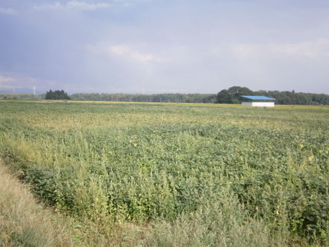 大豆
