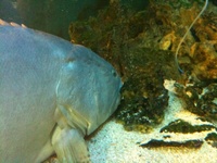 ドンキの魚