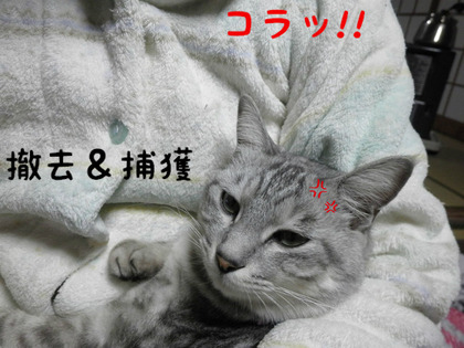 BlogPaint