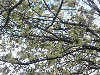 うこん桜