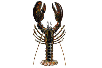 American lobster (Homarus americanus)