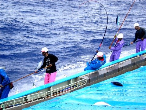 明豊漁業の一本釣り写真(明豊漁業株式会社提供)