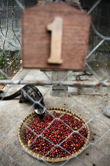 kopi