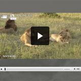 safari