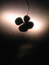 28a06903.jpg