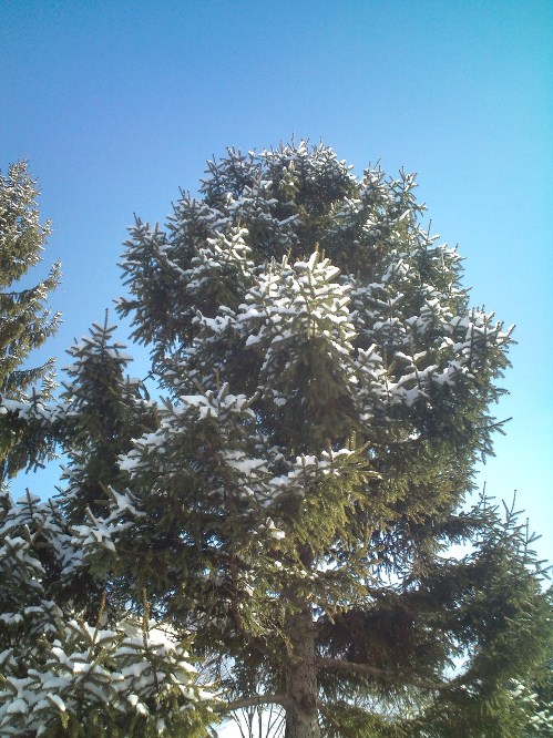 雪1