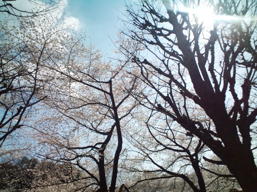 桜満開