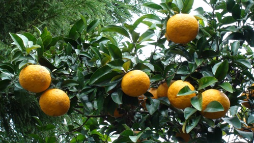 伊東4