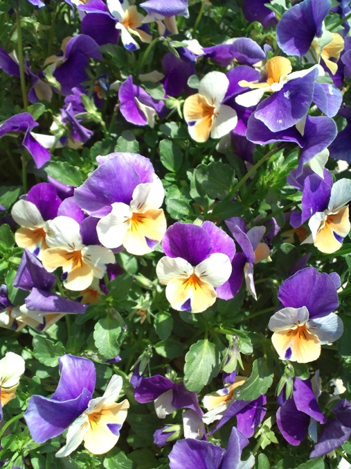 花♪