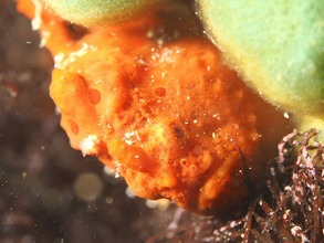 17759881_664622787062865_9143508943861597177_n