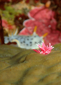 P4240495