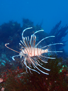 P4095980