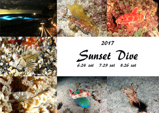 Sunset dive1
