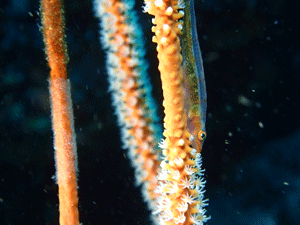 P4230372