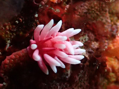 P4250853