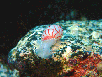 P3185568