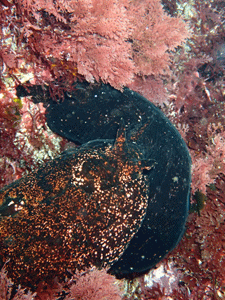 P4240437