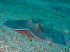 P4250658