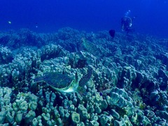 FDHU1142