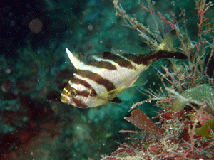 P3285664
