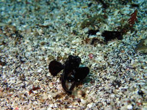 P4230431