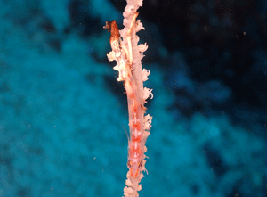 P4100183
