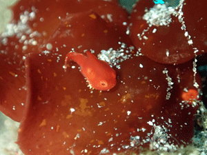 P4095963