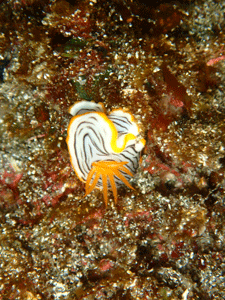 P4116005