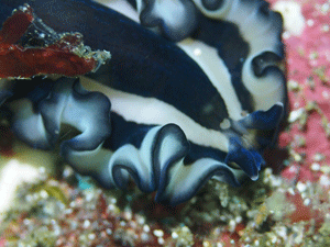 P4233794