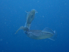 P7043660