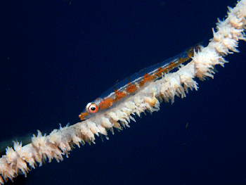 P3185533