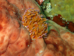 P5201546