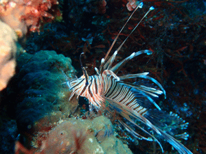 P4095979