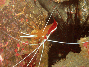 P4116020