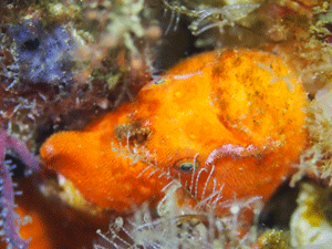 P4233757
