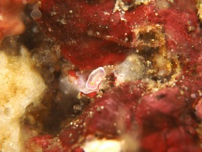 17554443_664624447062699_2091915518168871002_n