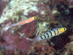 P4250727