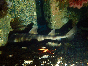 P4240398