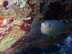 P7043678