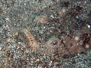 P4230298