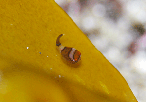 P3283717