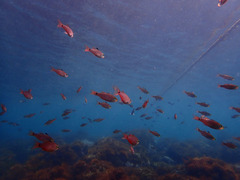 P7043682