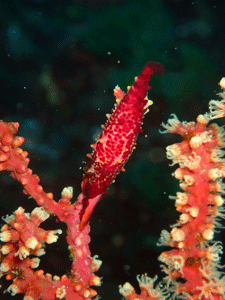 P4095975