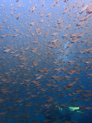 P5200395