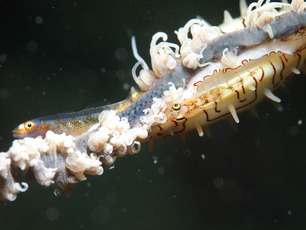 P7071667